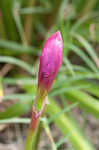 Rosepink zephyrlily